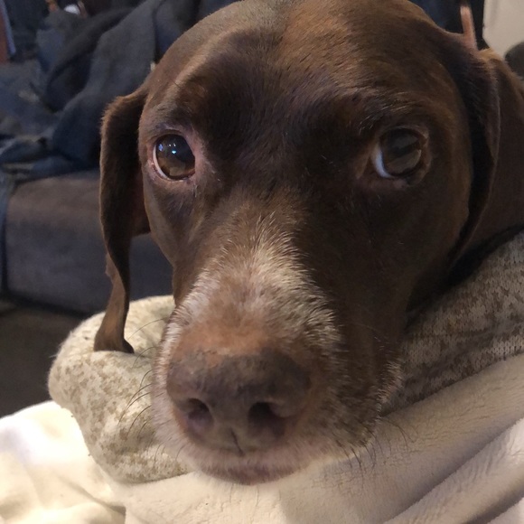 Meet your Posher, Danica - Picture 1 of 1